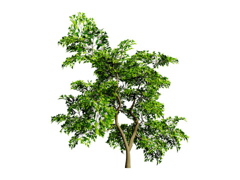 Flemish Plants Trees 3D Pack 3D मॉडल