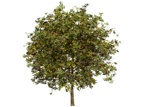 Flemish Plants Trees 3D Pack 3D मॉडल