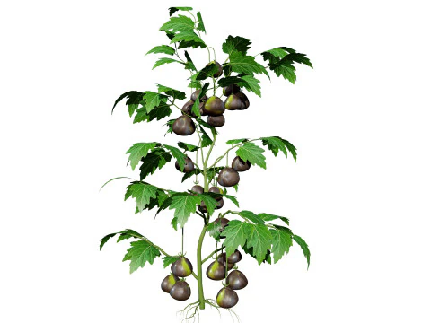 Flemish Plants Trees 3D Pack 3D Model