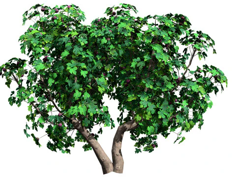 Flemish Plants Trees 3D Pack 3D Model