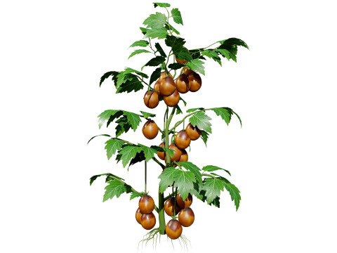 Flemish Plants Trees 3D Pack 3D मॉडल