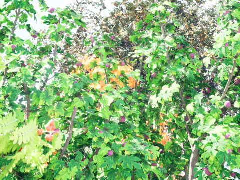 Flemish Plants Trees 3D Pack 3D Model