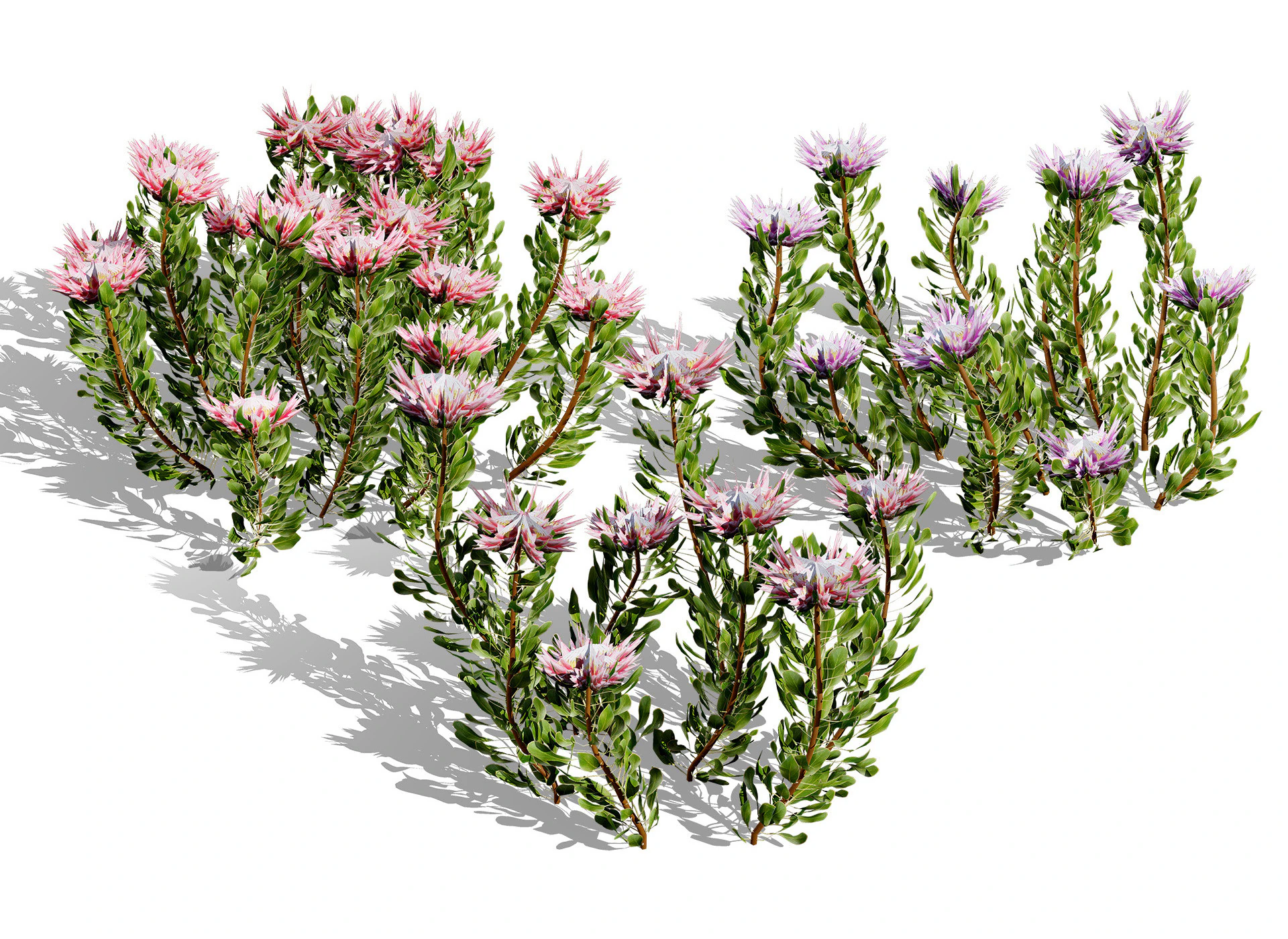 South African King Protea Bushes 3D Model .c4d .max .obj .3ds .fbx .stl .blend 