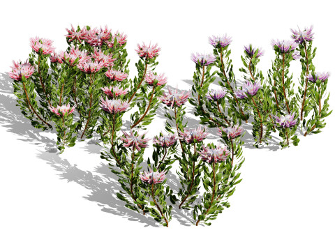 South African King Protea Bushes 3D Модель