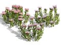 South African King Protea Bushes 3D मॉडल