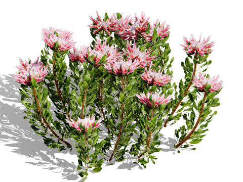 South African King Protea Bushes 3D 模型