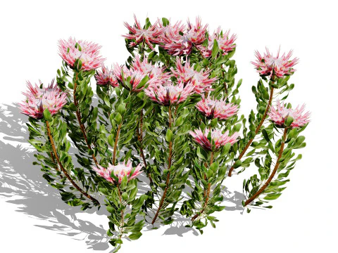 South African King Protea Bushes 3D Model