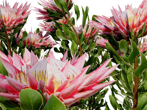 South African King Protea Bushes 3D Model
