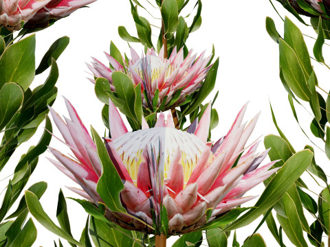 South African King Protea Bushes 3D 模型