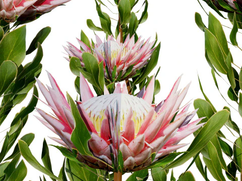 South African King Protea Bushes 3D Model