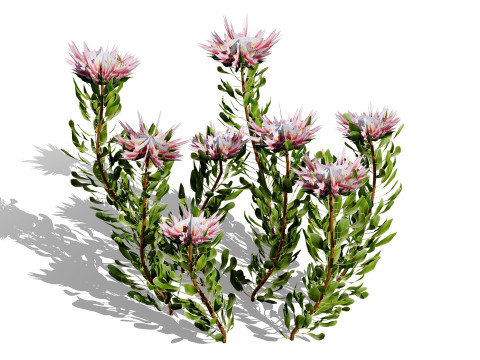 South African King Protea Bushes 3D 模型