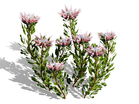South African King Protea Bushes 3D Model