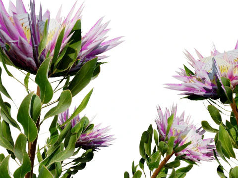 South African King Protea Bushes 3D Model