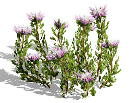 South African King Protea Bushes 3D 模型
