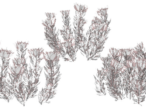 South African King Protea Bushes 3D 模型