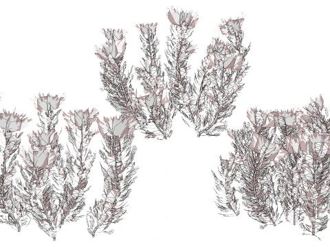 South African King Protea Bushes 3D Model