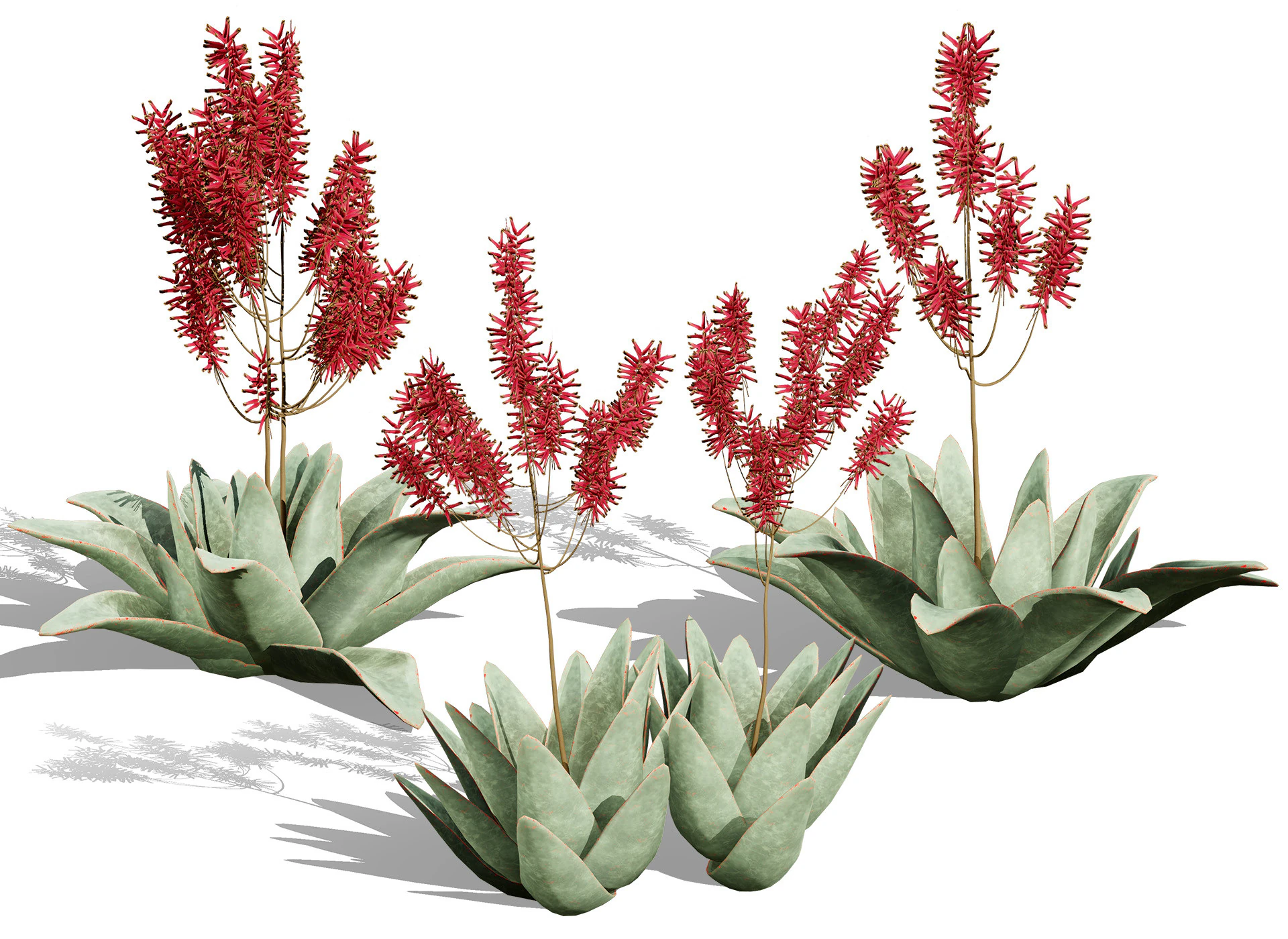 South African Aloe Striata 3D Model .c4d .max .obj .3ds .fbx .stl .blend 
