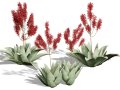 South African Aloe Striata 3D मॉडल