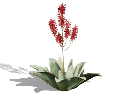 South African Aloe Striata 3D Model