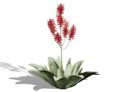 South African Aloe Striata 3D Model
