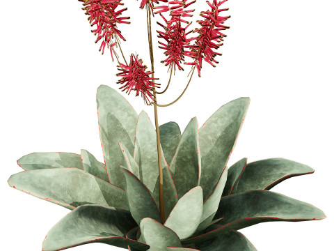 South African Aloe Striata 3D Model