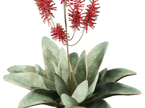 South African Aloe Striata 3D Model