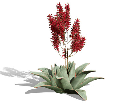 South African Aloe Striata 3D Model