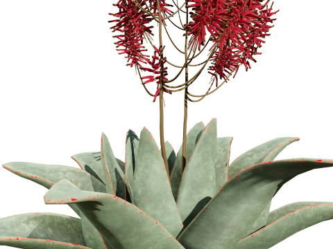 South African Aloe Striata 3D Model