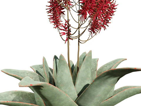 South African Aloe Striata 3D Model