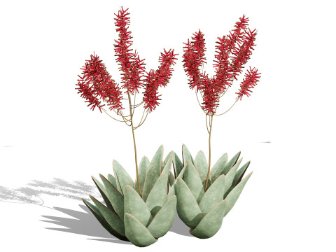 South African Aloe Striata 3D Model