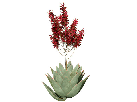 South African Aloe Striata 3D Model