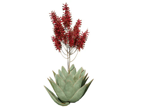 South African Aloe Striata 3D Model