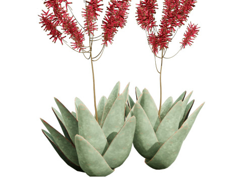 South African Aloe Striata 3D Model