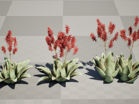South African Aloe Striata 3D Model