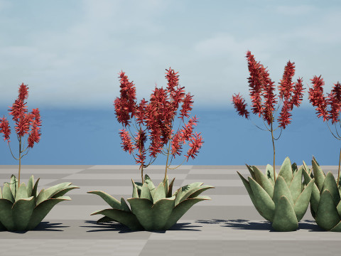 South African Aloe Striata 3D Model