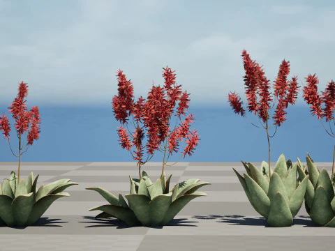 South African Aloe Striata 3D Model