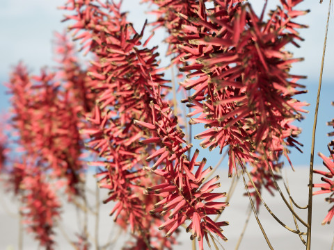South African Aloe Striata 3D Model