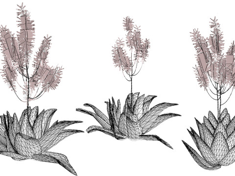 South African Aloe Striata 3D Model