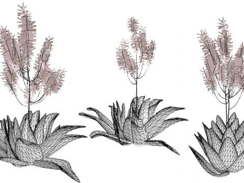 South African Aloe Striata 3D Model