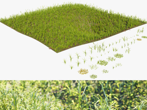 Game-Ready Grass Collection Individual Types Meadow Asset with Free 3D Tutorial Modelo 3D