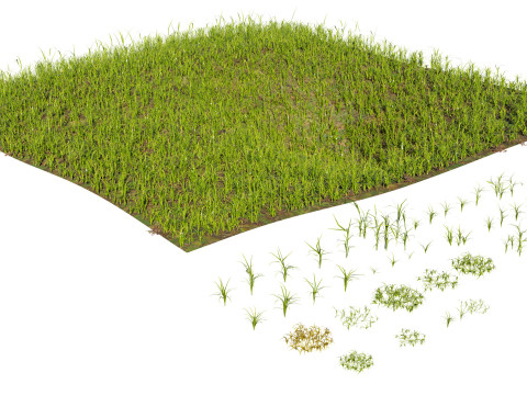 Game-Ready Grass Collection Individual Types Meadow Asset with Free 3D Tutorial Modelo 3D