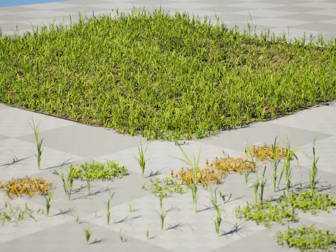Game-Ready Grass Collection Individual Types Meadow Asset with Free 3D Tutorial 3D Model