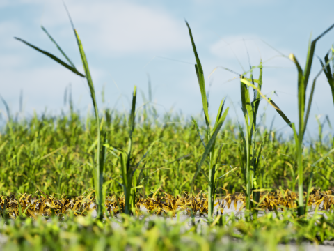 Game-Ready Grass Collection Individual Types Meadow Asset with Free 3D Tutorial Modelo 3D