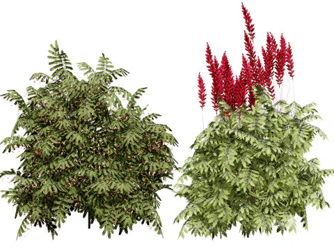 दक्षिण अफ़्रीकी शहद फूल एस 3D मॉडल