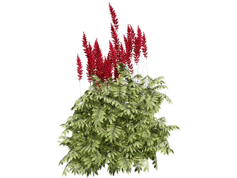South African Honey Flower s 3D Model