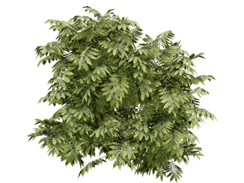 South African Honey Flower s 3D Model