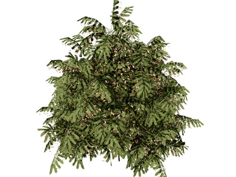 South African Honey Flower s 3D Model