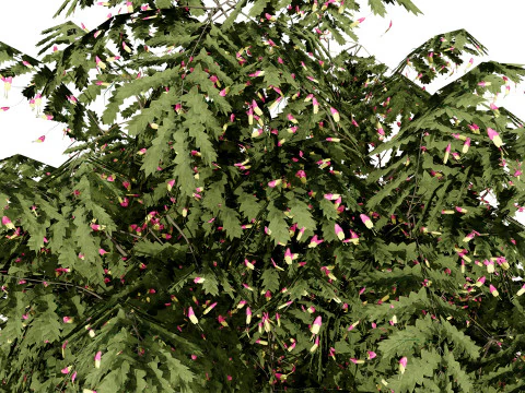 South African Honey Flower s 3D Model
