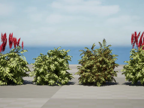 South African Honey Flower s 3D Model