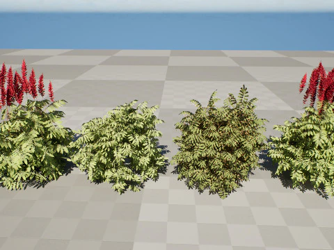 South African Honey Flower s 3D Model